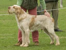 The Italian Spinone